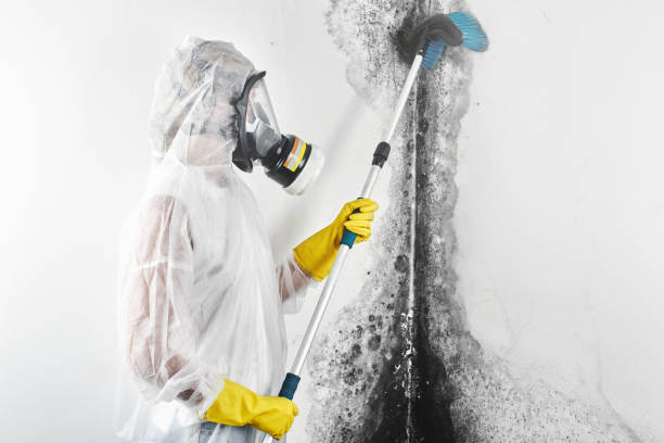 Best Attic Mold Removal  in Pikeville, KY