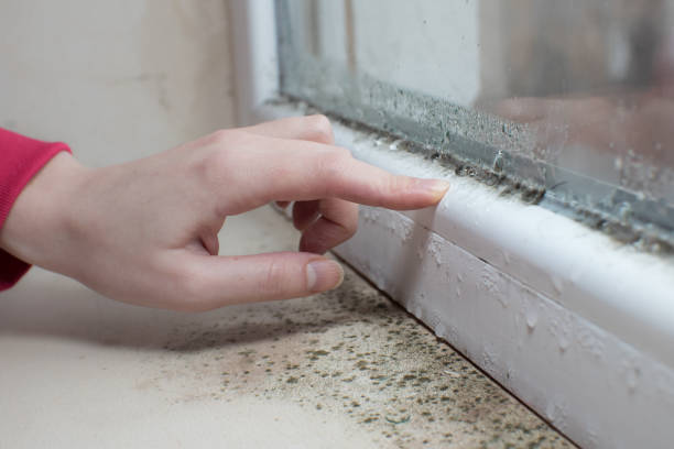 Best Mold-Related Health Consultation  in Pikeville, KY